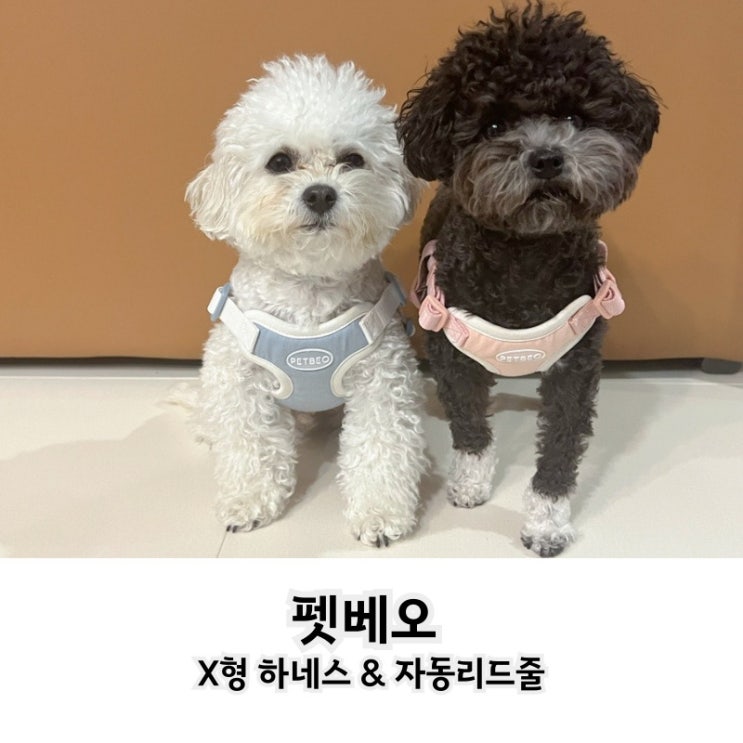  기도자극 없는 펫베오 프리밴드 x형 하네스와 자동리드줄 장단점