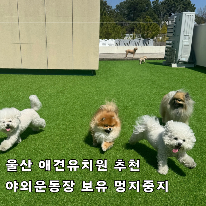 멍지중지 애견유치원