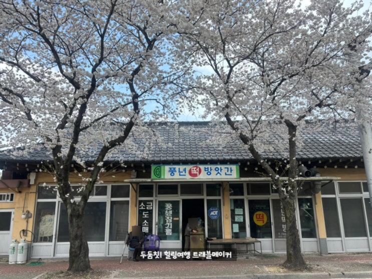  경주 대릉원, 오릉, 흥무로 벚꽃길, 월성 벚꽃 명소 추천