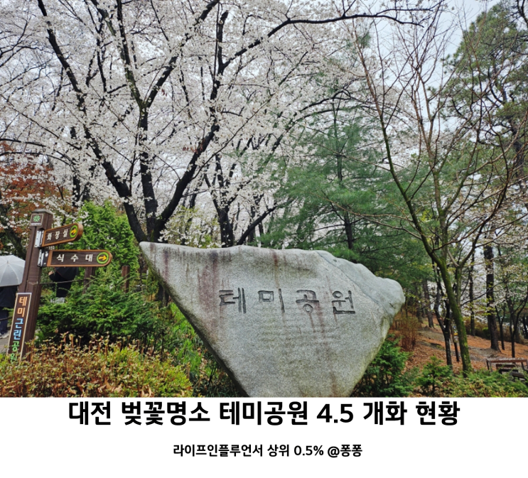  대전 테미공원 벚꽃 개화 현황 성심당 근처 중구 벚꽃 명소 아이와 가볼만한곳 추천
