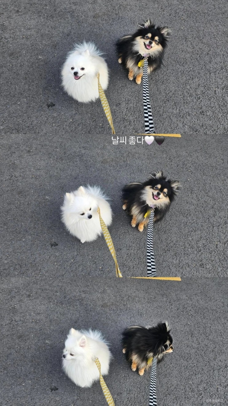  [일상] 드디어 봄이 온다