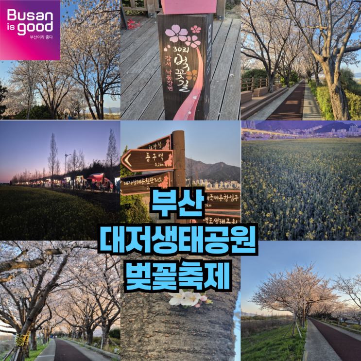  벚꽃축제 추천 부산 대저생태공원 방문후기 및 주차정보