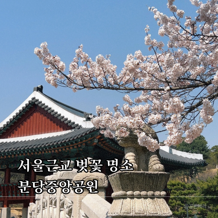  서울근교 벚꽃데이트 끝판왕 분당중앙공원