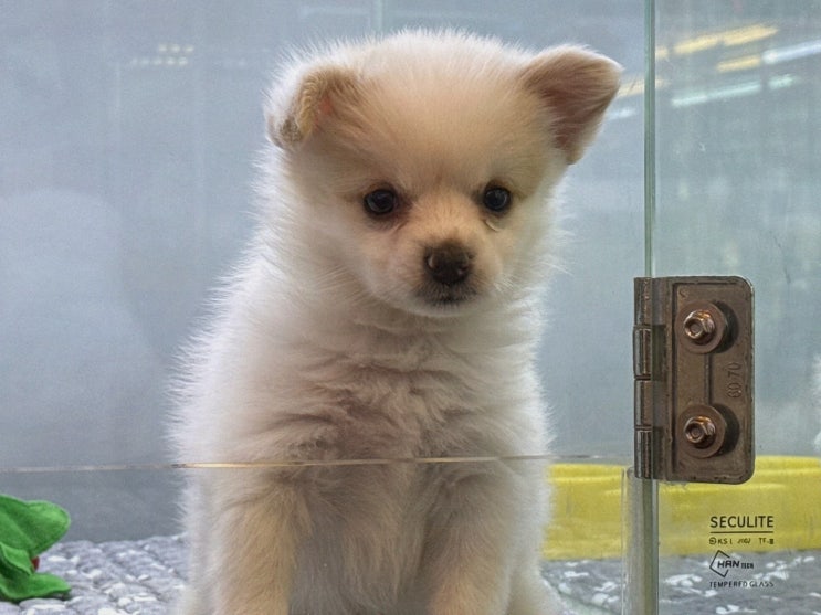  부산강아지무료분양, 도그마루 강아지고양이 부산점에서 행복한 가족 되기