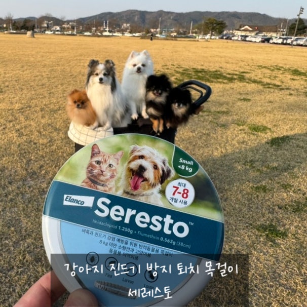 강아지 진드기 방지 퇴치 목걸이 세레스토 사용 후기