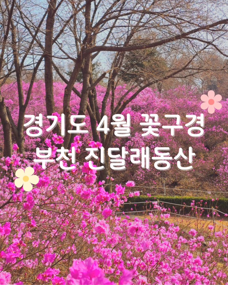  경기도 4월 꽃구경 부천 진달래동산 꽃축제 주말 주차 현재상황