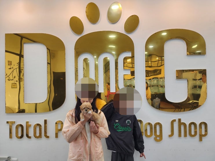  세종시 강아지분양 1위 원독! 건강검진 완료된 프리미엄 분양센터 말티푸 분양