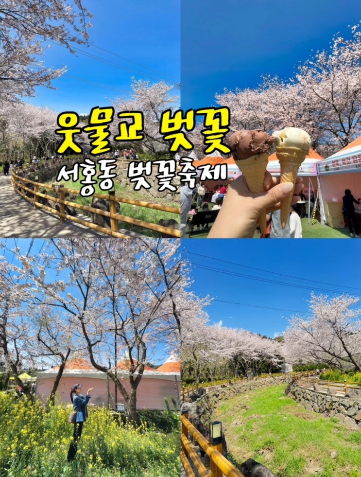  제주 벚꽃 명소 서홍동 웃물교 서귀포 벚꽃 성공적