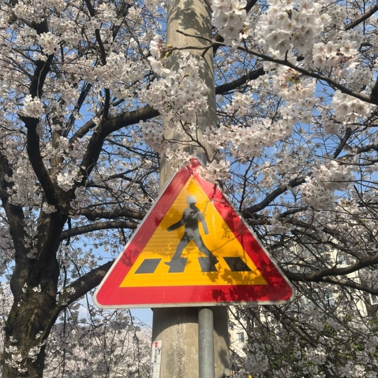  광주 동구 벚꽃명소 학동 배고픈다리(홍림교)에서 벚꽃산책