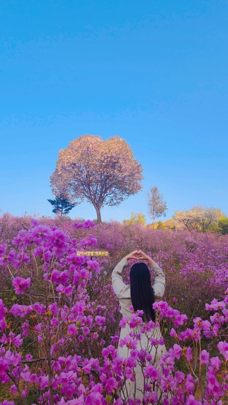  [경기 부천] 4월 부천 원미산 진달래동산 핑크빛 현장속으로