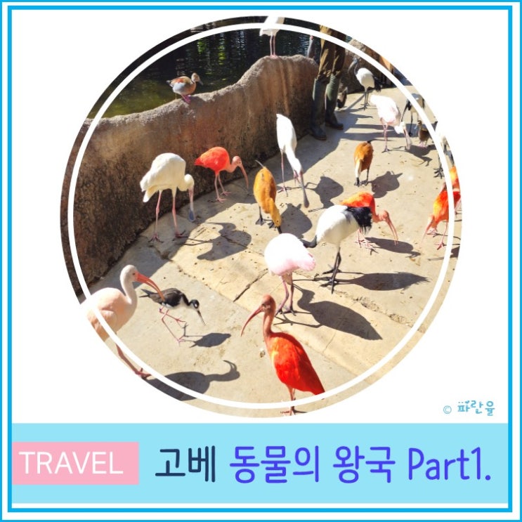  고베 여행 관광 아이와 가볼 만한 곳 동물의 왕국 Part1