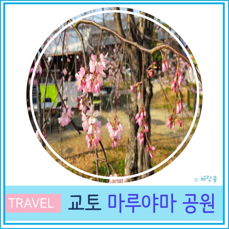  교토 자유여행 벚꽃 핫플 데이트 코스 마루야마 공원