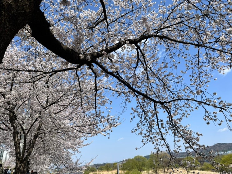  네이버지도 추천 대전 벚꽃 명소 가볼만한 곳 수양벚꽃 명소