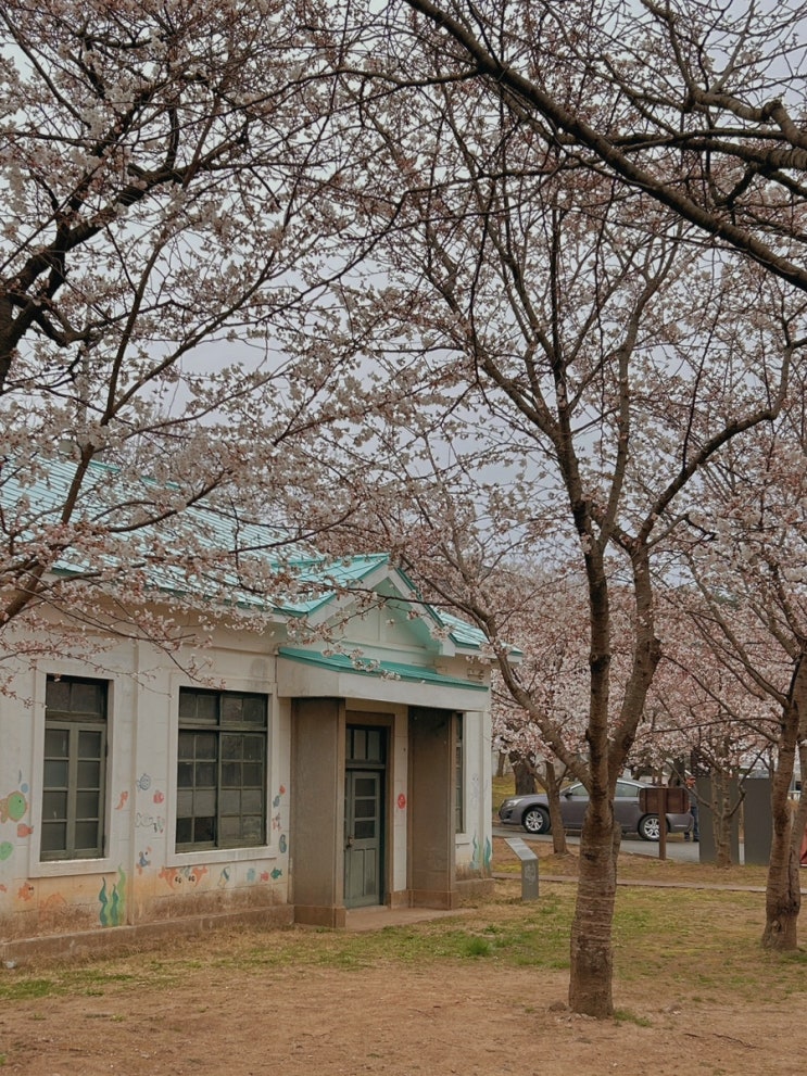  동해 벚꽃 명소, 동해 구 상수시설/부곡동 수원지 실시간 벚꽃 현황+유천문화축제(2025년 4월 5일 방문)