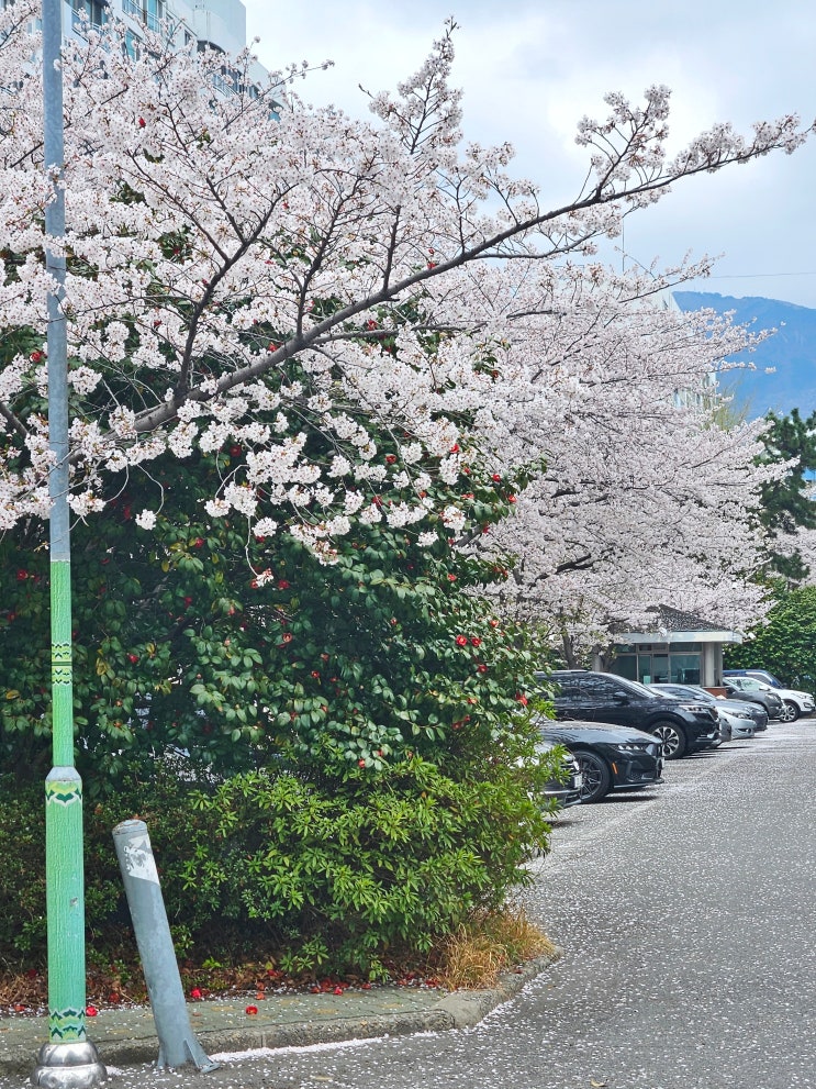 벚꽃 산책 연산동 한양아파트 벚꽃 개화 현황 벚꽃 산책 연산동 한양아파트 벚꽃 개화 현황