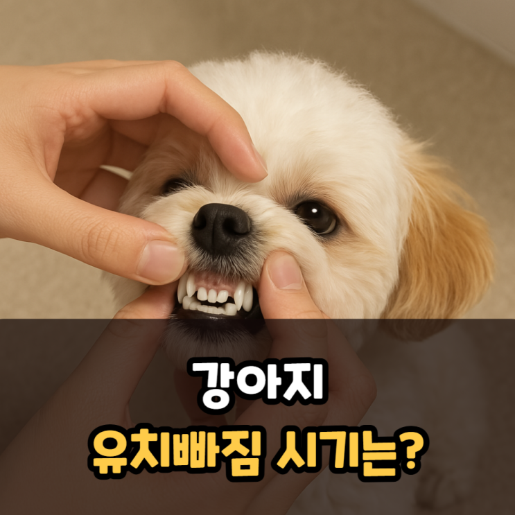  강아지유치빠짐 시기