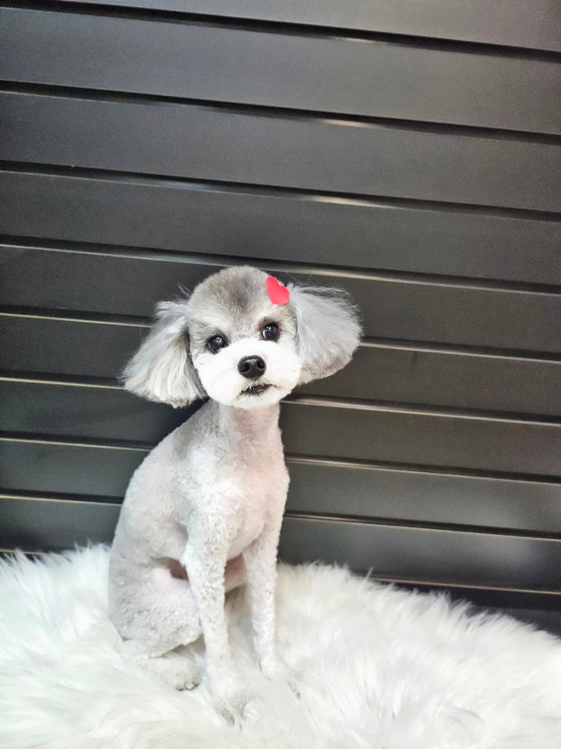 뭉치펫 애견미용
