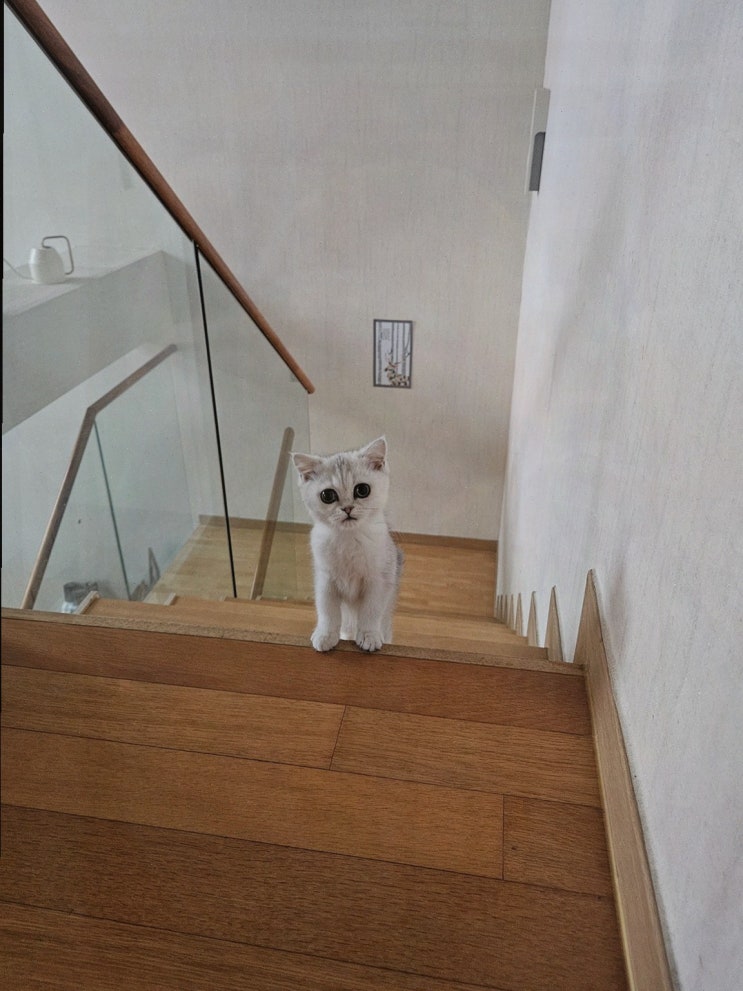  대전고양이분양, 퍼스트캣 대전점에서 고양이를 입양하자!