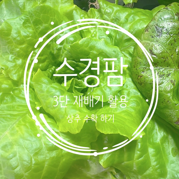  수경팜 수경재배기 상추 키우기