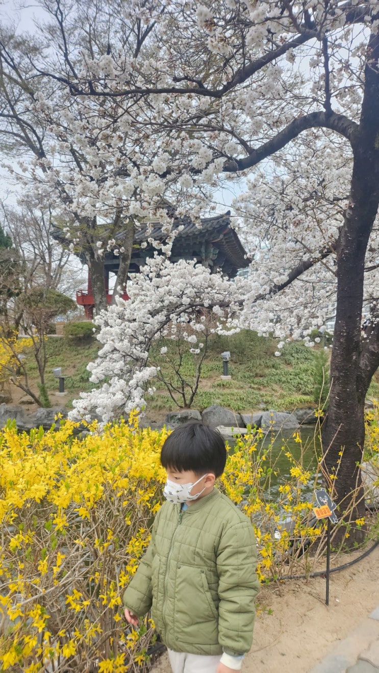  벚꽃보러 연화지️