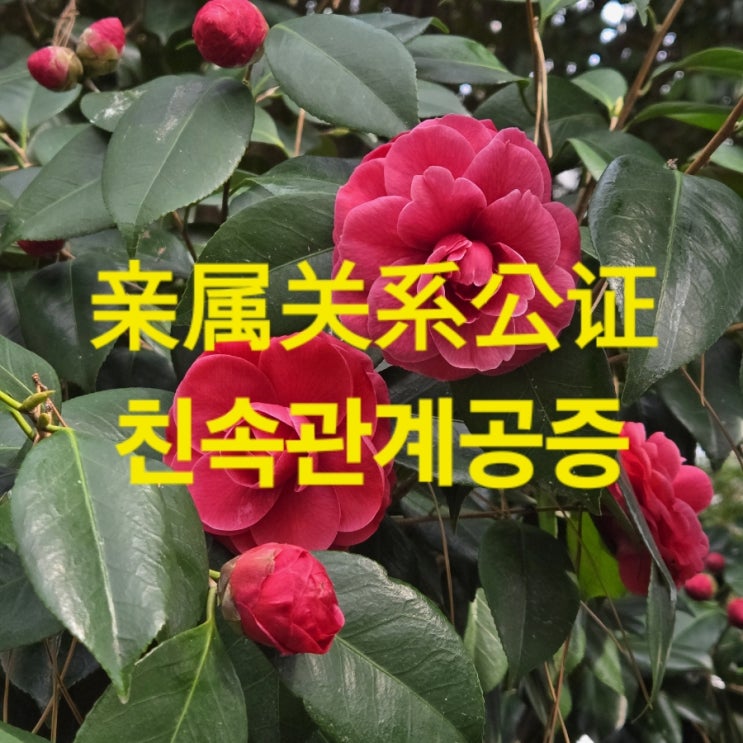  중국 친속관계 증명서 발급 공증 / 아포스티유