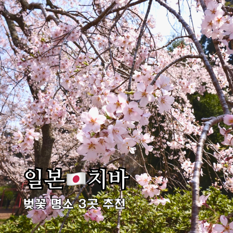 도쿄근교여행 나리타공항에서 당일치기 가능한 벚꽃 명소 3곳 도쿄근교여행 나리타공항에서 당일치기 가능한 벚꽃 명소 3곳