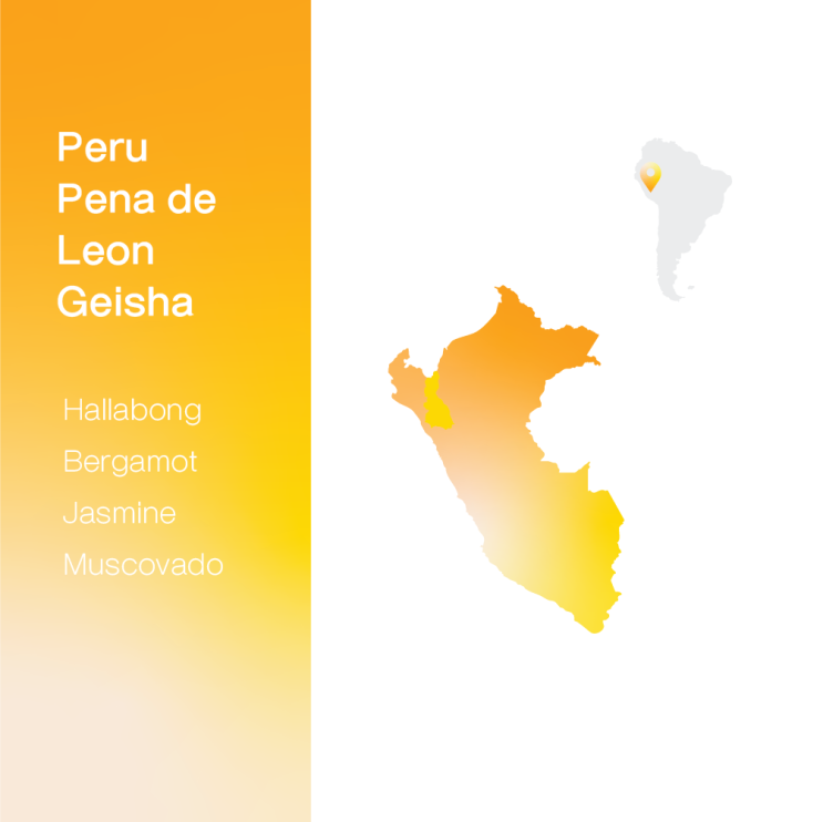  [생두 & 로스팅 리뷰] - 페루 페냐 데 레온 데 레온 게이샤 워시드 - Peru Pena de Leon Geisha Washed