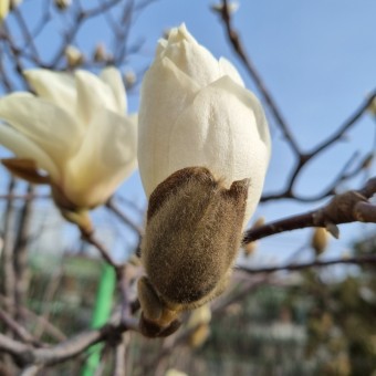 나무에 피는 연꽃, 우아한 봄의 전령사 목련이야기 나무에 피는 연꽃, 우아한 봄의 전령사 목련이야기