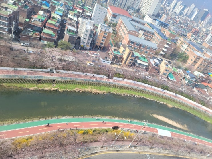  2025 도봉구 우이천 벚꽃 알리미 (4월 6일 현재)
