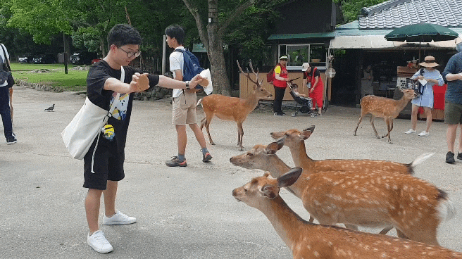  나라 사슴공원 가볼만한 곳 오사카 간사이 여행 장어맛집
