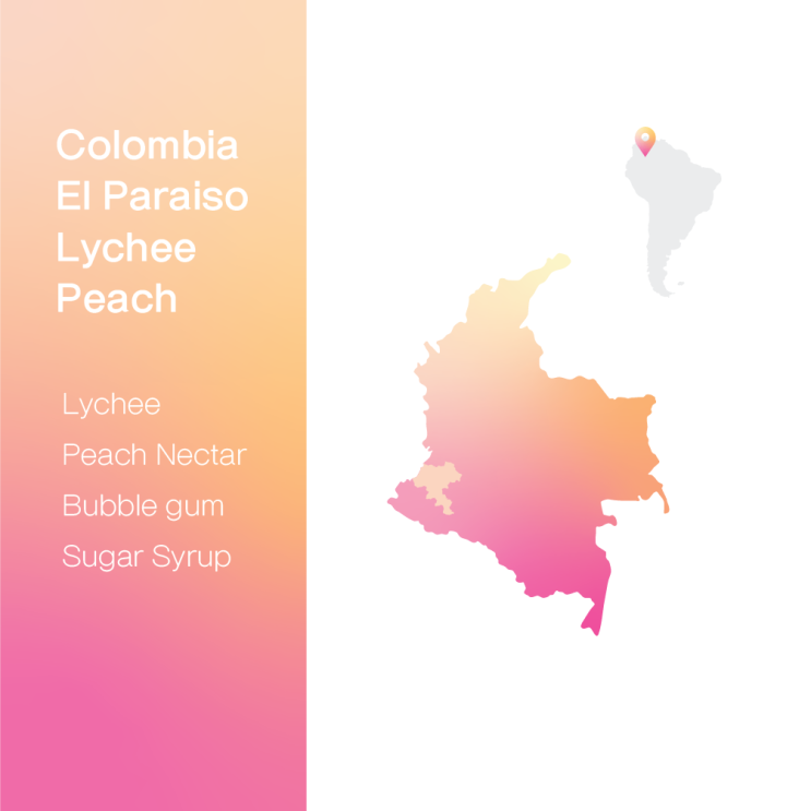  [생두 & 로스팅 리뷰] - 콜롬비아 엘 파라이소 리치피치 EA 디카페인 - Colombia El Paraiso Lychee Peach EA Decaf