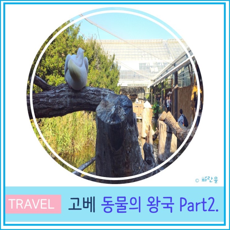  고베 자유여행 가볼 만한 곳 추천 동물의 왕국 Part2