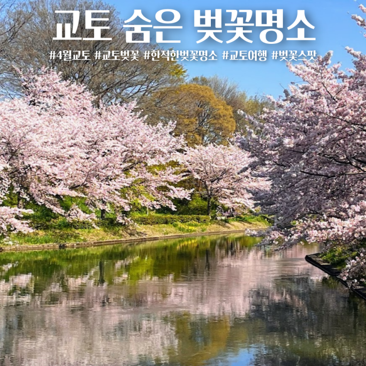  발품팔아 찾아낸 교토 숨은 벚꽃명소 4월 만개 포토스팟 위치