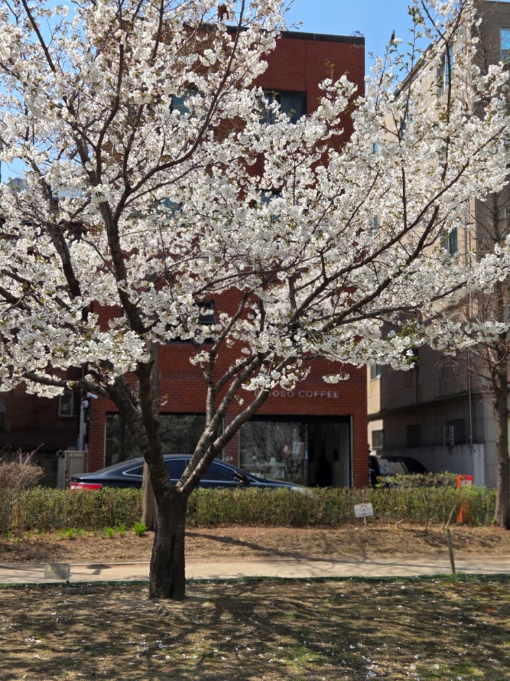  경의선숲길 벚꽃 현황 (4월 6일)