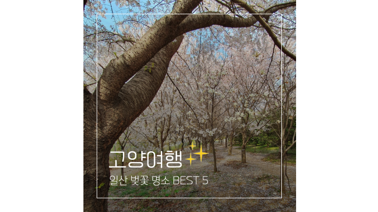  일산 벚꽃 명소 BEST 6 ㅣ 원당종마목장부터 창릉천 호수공원까지