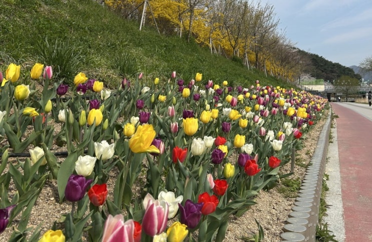 기장군 <b>좌광천</b> 일원, 튤립·진달래꽃 봄풍경 연출
