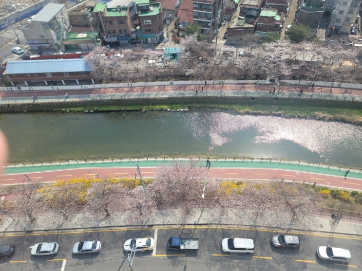  2025 도봉구 우이천 벚꽃 알리미 (4월 7일 현재)