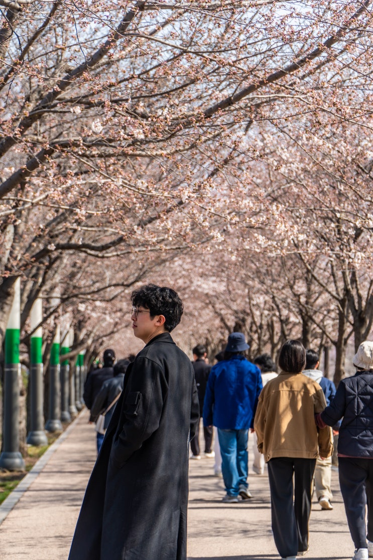  수원 만석공원 벚꽃 꽃구경 개화상황 다른곳보다 늦게피는 곳