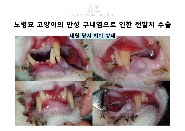  광주 고양이 치과 - 노령묘 고양이의 만성 구내염으로 인한 전발치 수술 Case[광주 치과 동물병원, 고양이 구내염, 고양이 발치, 고양이 스케일링, 노령묘 발치, 노령묘 스케일링