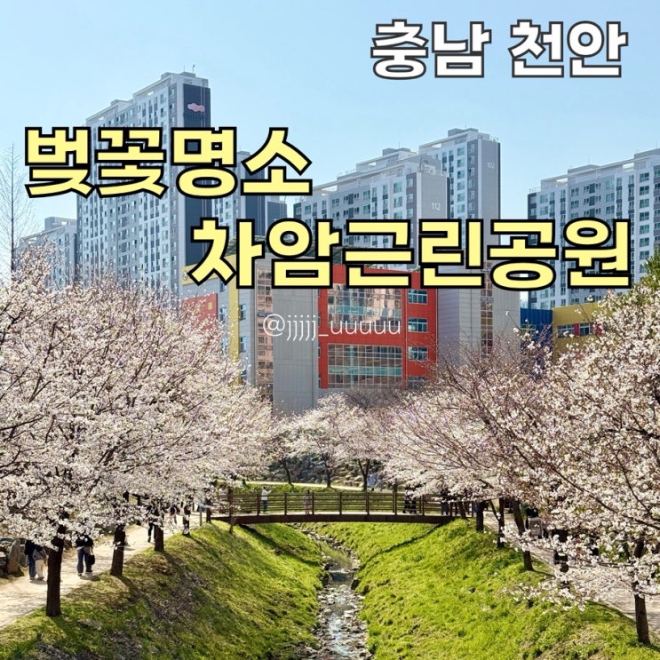  차암동 벚꽃 4월6일 개화상황 차암근린공원 주차정보 천안 벚꽃개화