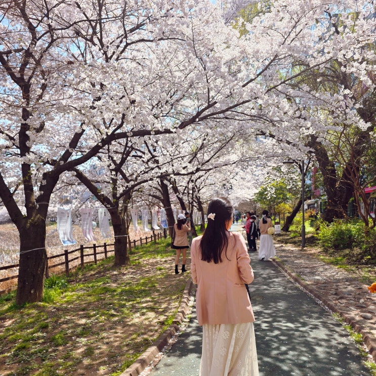  광주 벚꽃 명소 운천저수지 주차 포토존 꿀팁!