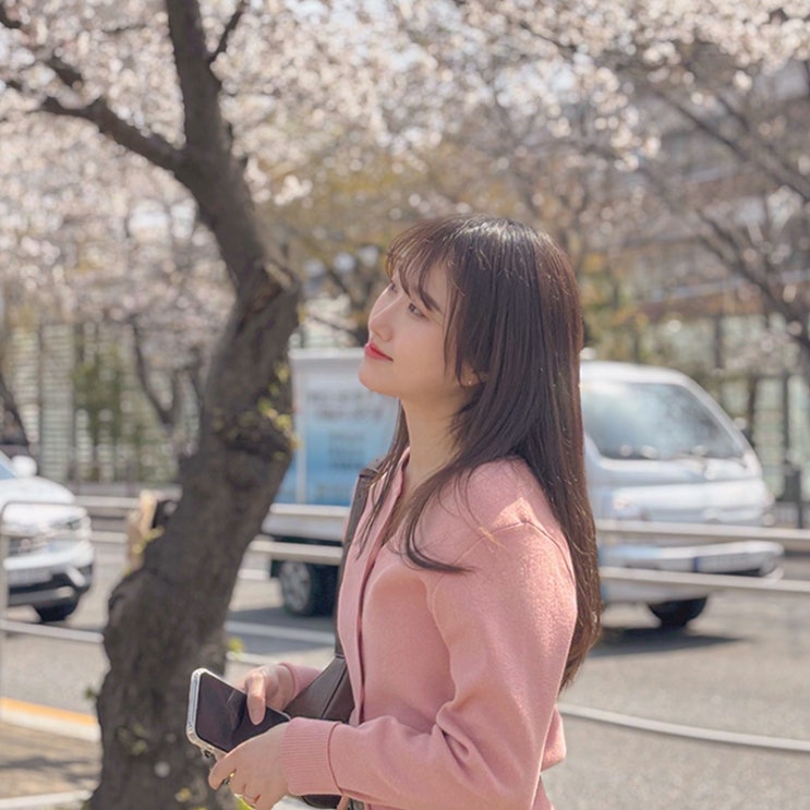  여의나루 벚꽃 축제 4.7 실시간 개화 상황