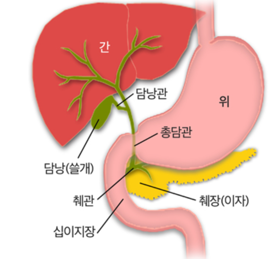 담낭염(Cholecystitis)이랑 쓸개염이랑 다른가요?