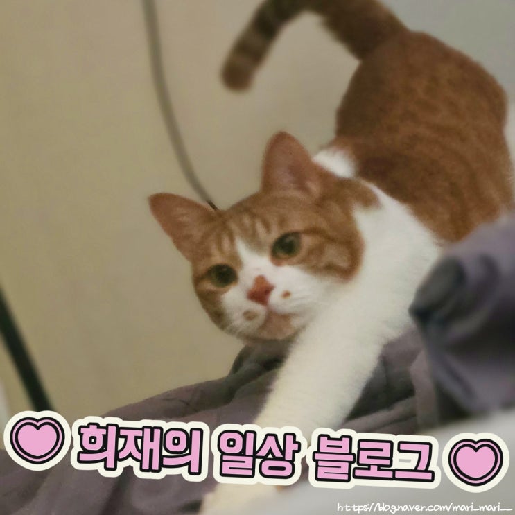 결혼 준비와 함께 하는 소소한 일상 블로그