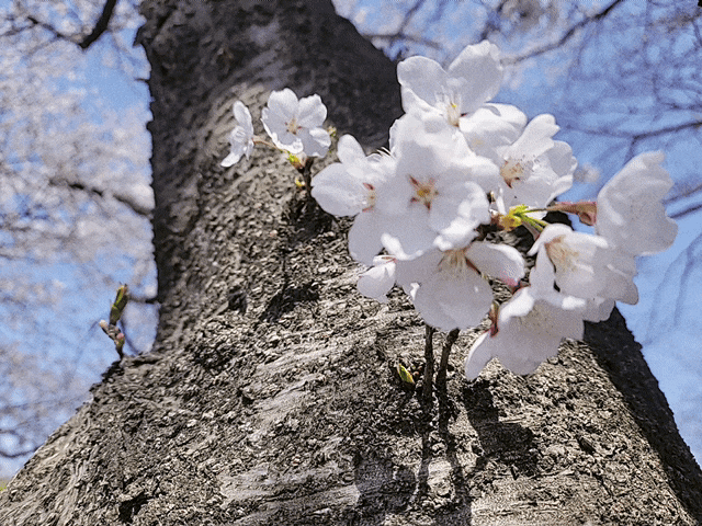  전주 벚꽃명소, 만경강 벚꽃 실시간 개화상황