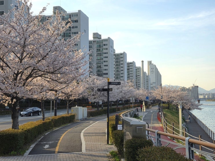  수영구 청년마일리지 관광지 방문 수영강과 산책로 벚꽃과 함께
