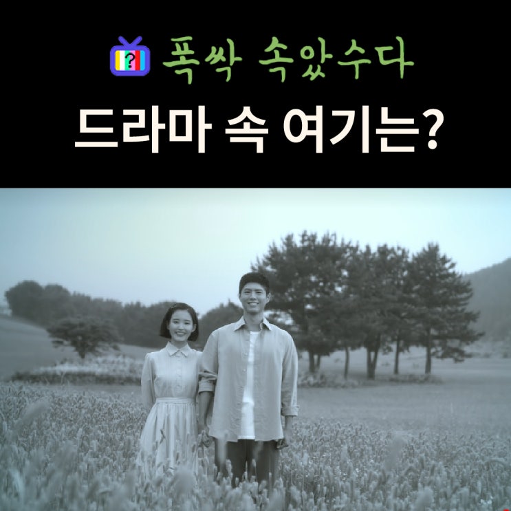  폭싹 속았수다 촬영지_애순 관식이 사진 찍는 마지막 장면 속 청보리밭은? 제주 오라동 메밀밭