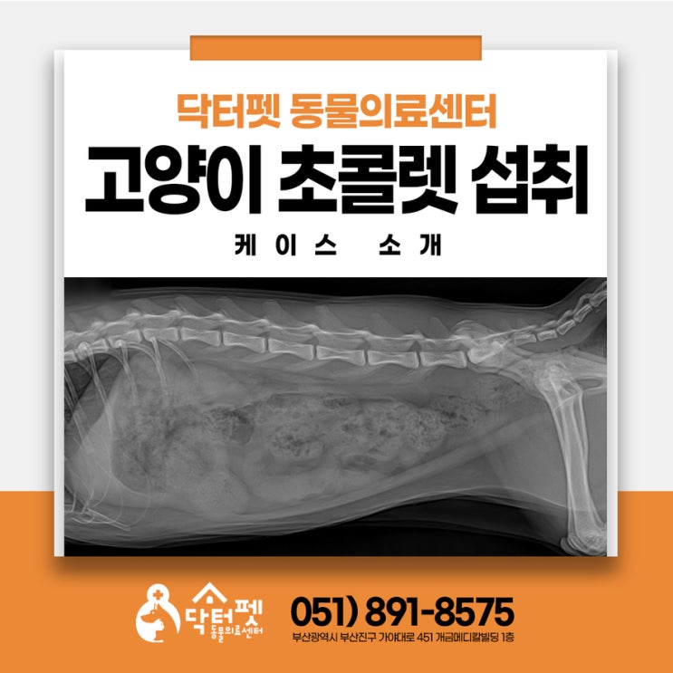  1살 초콜렛 먹은 먼치킨 (부산 고양이 내과 동물병원 개금 닥터펫)