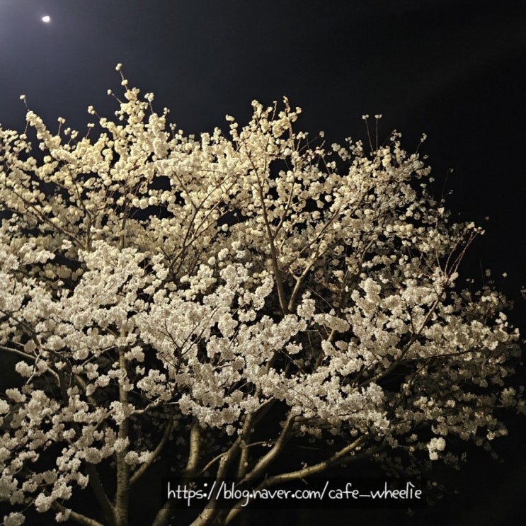  경주보문단지 울산 서생 벚꽃 경상도는 벚꽃 만개 완료