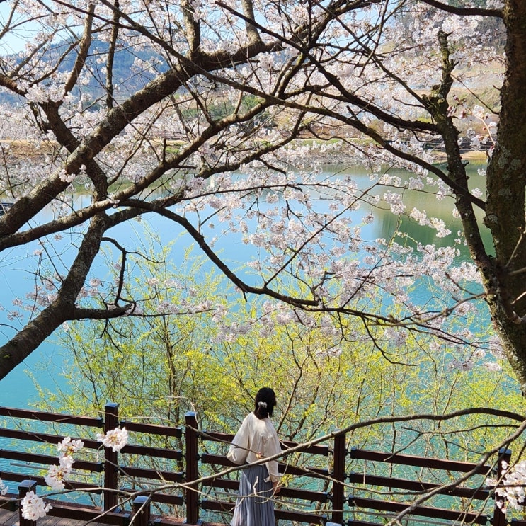  전남 광주 근교 나들이 나주 한수제 벚꽃 포토존